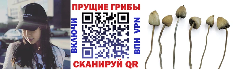 где купить наркотик  Оса  OMG вход  Галлюциногенные грибы GOLDEN TEACHER 
